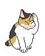 Kitty !